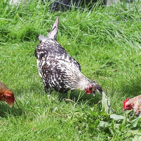 Gite A La Ferme Questembert المظهر الخارجي الصورة